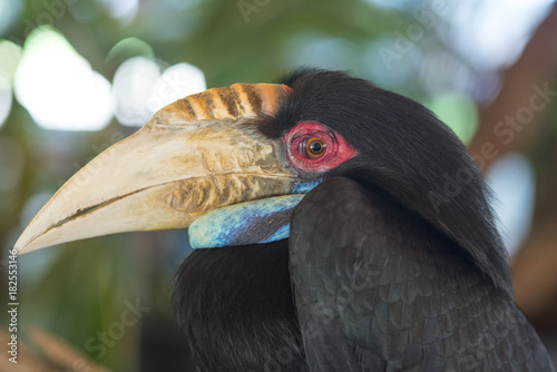 Closeup Wreathed Hornbill (female) Big bird photo