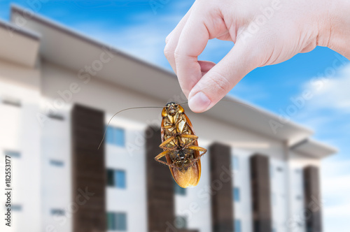 Woman's Hand holding cockroach on modern apartment background, eliminate cockroach in apartment and house