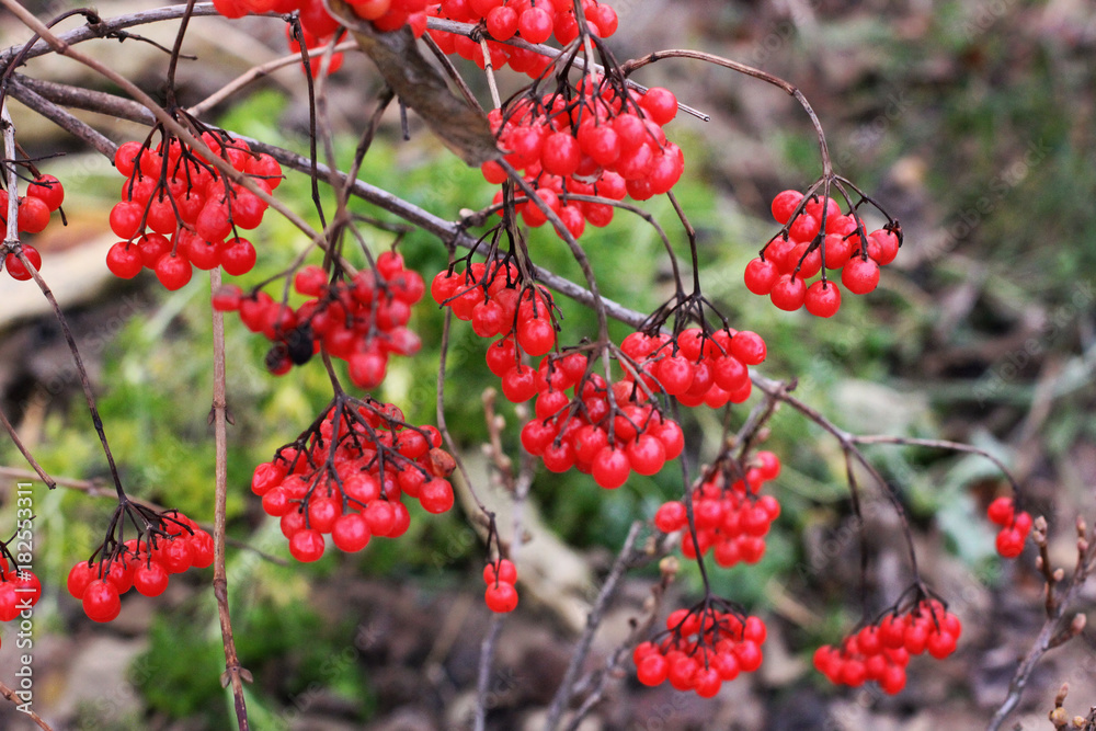 Red viburnum. Autumn. Summer. Winter. Cold. Red viburnum. Autumn. Summer. Winter. Cold.