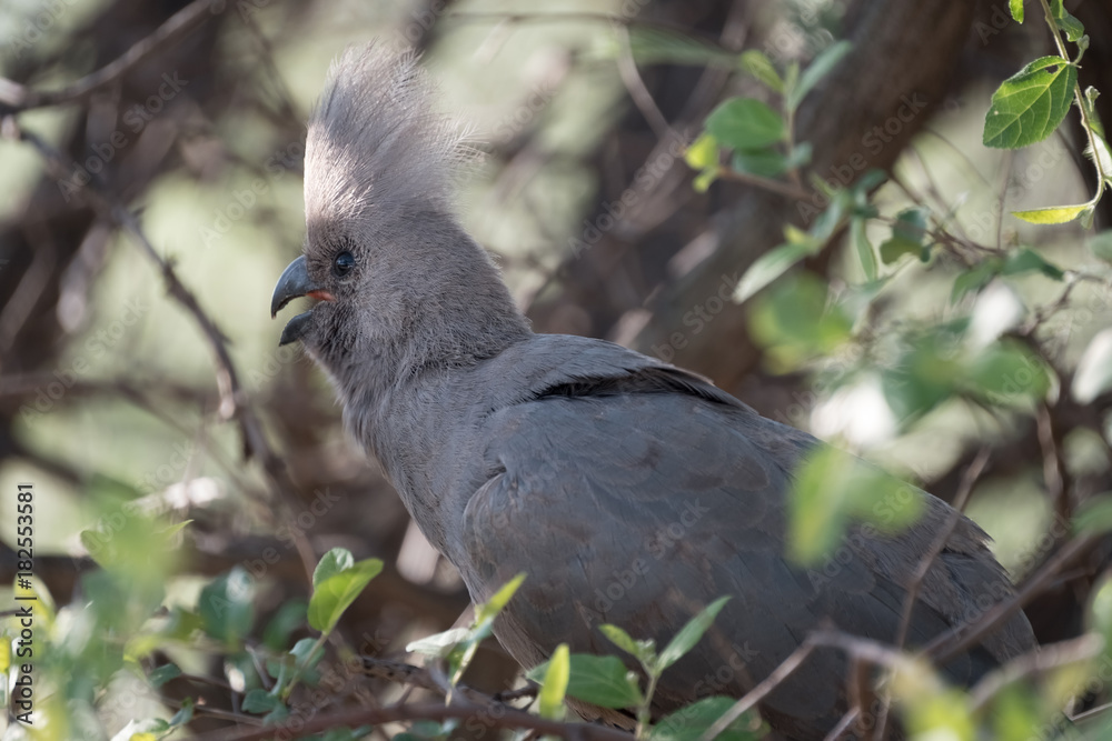 Fototapeta premium Grey go-away-bird (grey lourie, grey loerie), Khama Rhino Sanctuary, Serowe, Botswana