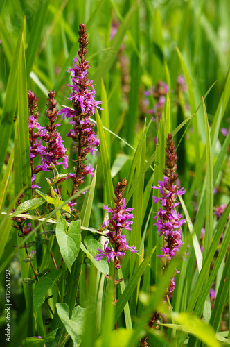 Close up of some pink purple Lythrum salicaria flowers in the green grass
