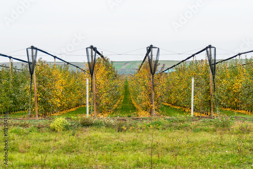 Organic Apple orchard