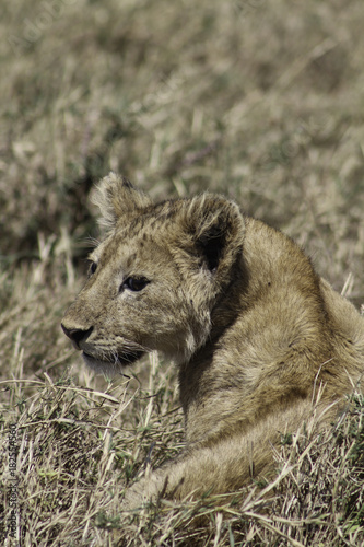 A portrait of an isolated young lion cub looking over its shoulder at the camera. Taken on Safari in Ngorogoro  Tanzania