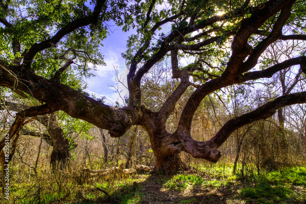 Big Oak Tree Big Oak Tree
