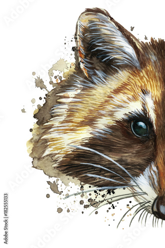 watercolor picture of an animal of the genus of predatory mammals of the raccoon family, raccoon raccoon, raccoon, raccoon portrait, raccoon head, fluffy wool, winter skin, white background for decora