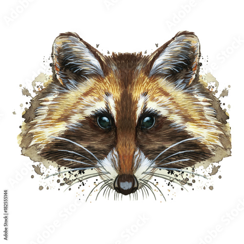 watercolor picture of an animal of the genus of predatory mammals of the raccoon family, raccoon raccoon, raccoon, raccoon portrait, raccoon head, fluffy wool, winter skin, white background for decora