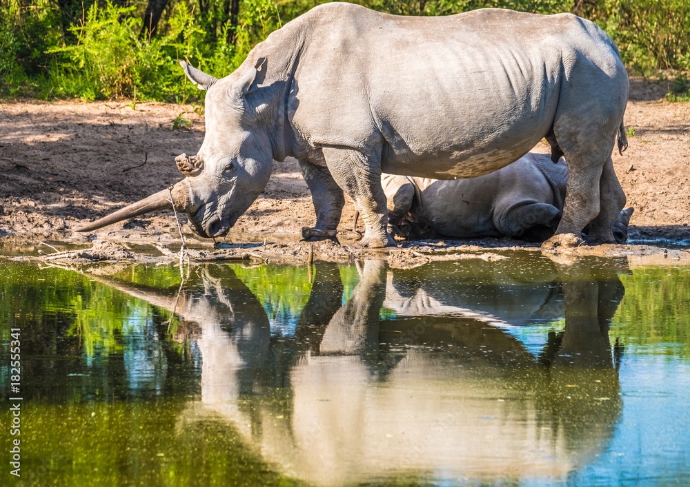 Mother white Rhino with its calf, Khama Rhino Sanctuary, Serowe, Botswana Mother white Rhino with its calf, Khama Rhino Sanctuary, Serowe, Botswana