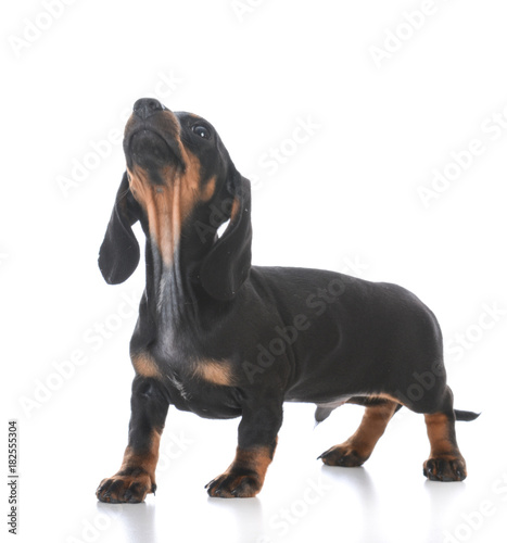 adorable male dachshund puppy