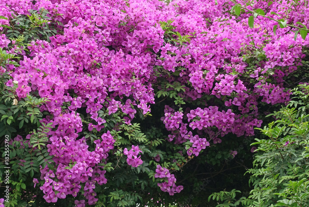 Obraz premium Violette Bougainvillea