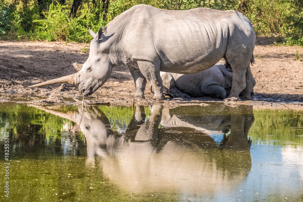 Fototapeta premium Mother white Rhino with its calf, Khama Rhino Sanctuary, Serowe, Botswana