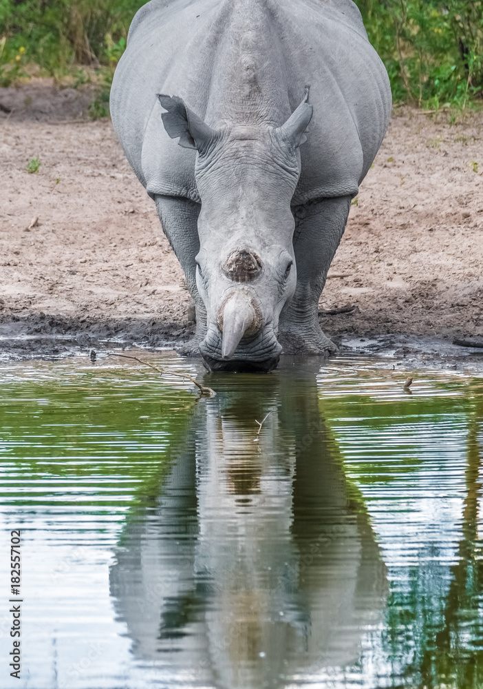 Fototapeta premium Mother white Rhino with its calf, Khama Rhino Sanctuary, Serowe, Botswana