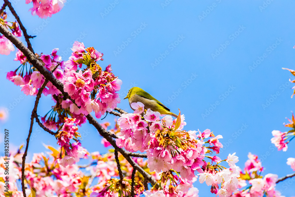 The Japanese White-eye.The foreground is cherry blossoms. Located in Tokyo Prefecture Japan.