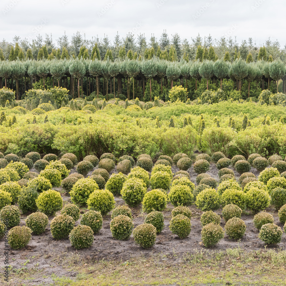 Plantation in the Netherlands Plantation in the Netherlands