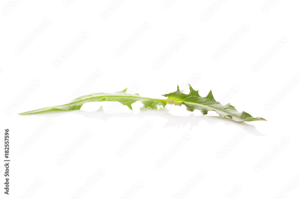 Fototapeta premium Common chicory leaf.
