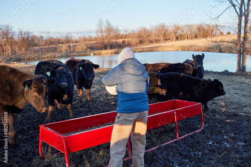 Foto Cattle farmer feeding his livestock dried feed