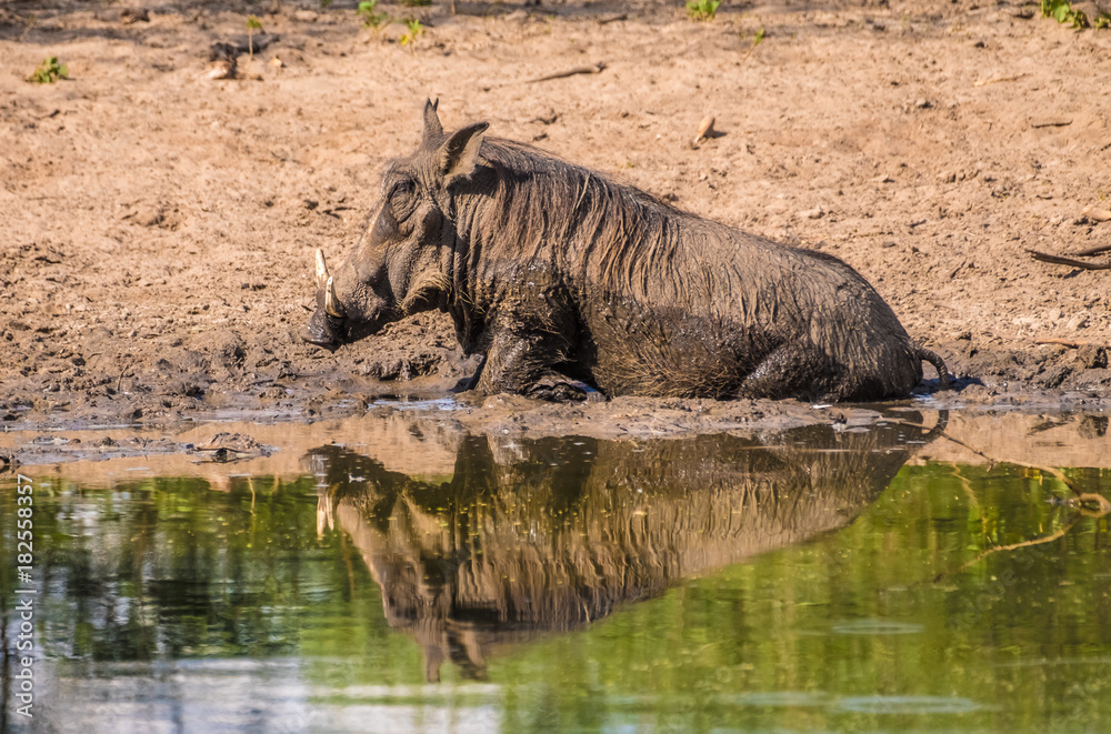 Fototapeta premium Warthogs taking a mud bath in a waterhole, Khama Rhino Sanctuary, Serowe, Botswana