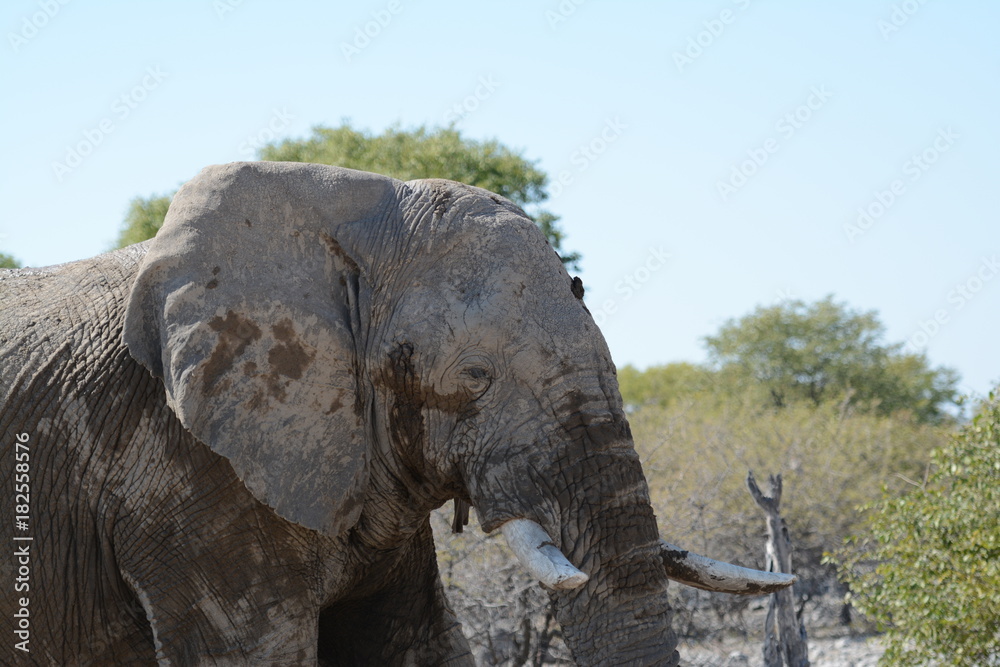Fototapeta premium Elephant portrait