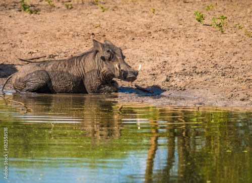 Warthogs taking a mud bath in a waterhole  Khama Rhino Sanctuary  Serowe  Botswana