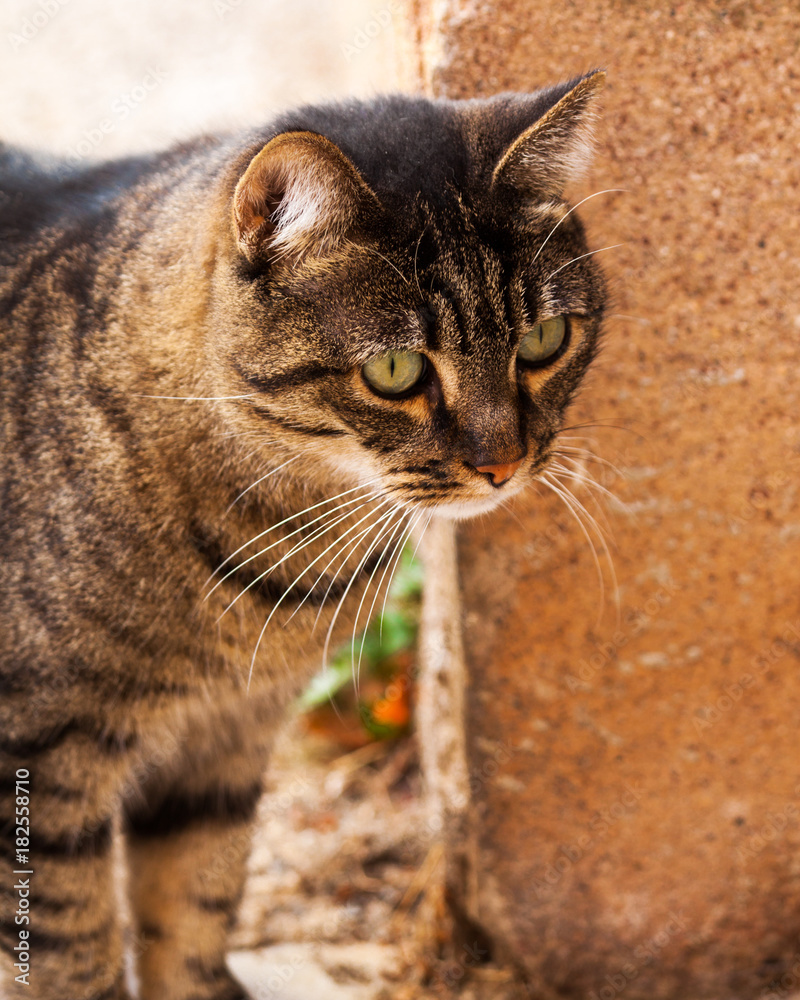 Obraz premium chat fixant sa proie