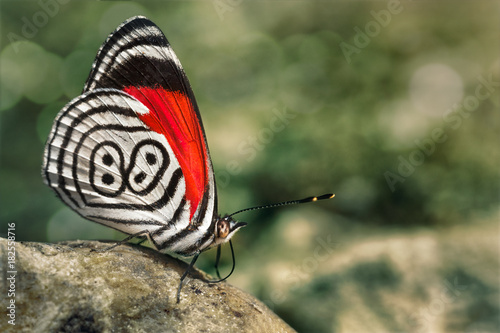 butterfly diaethria also called 88 photo