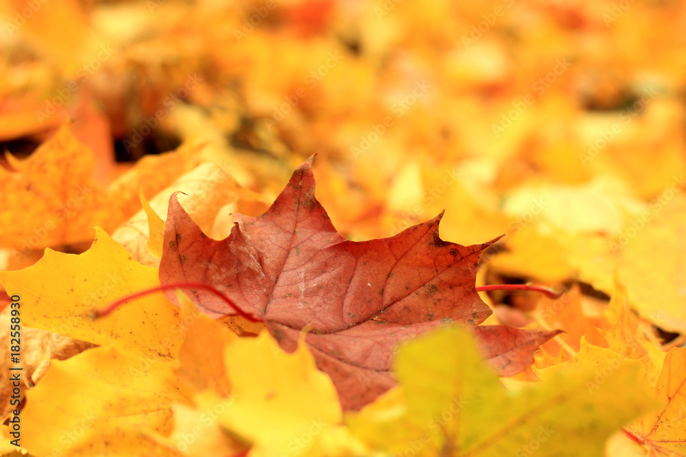 autumn landscape with the falling leaves of the maple autumn landscape with the falling leaves of the maple