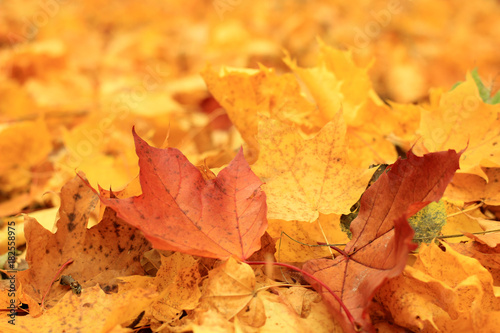 autumn landscape with the falling leaves of the maple