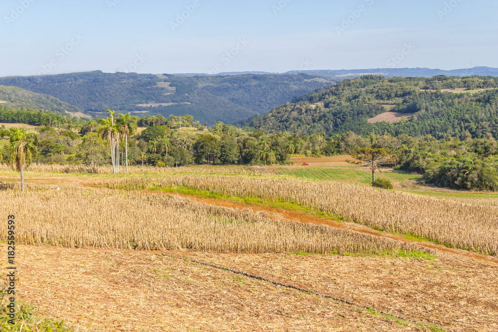 Plantation, Forest and mountains in Gramado