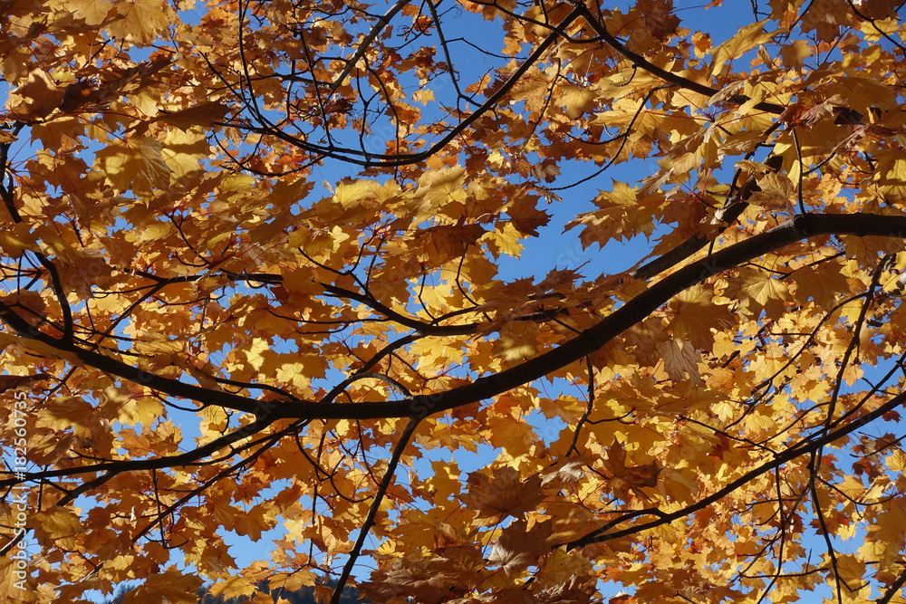 Ahornzweige mit Herbstlaub Ahornzweige mit Herbstlaub