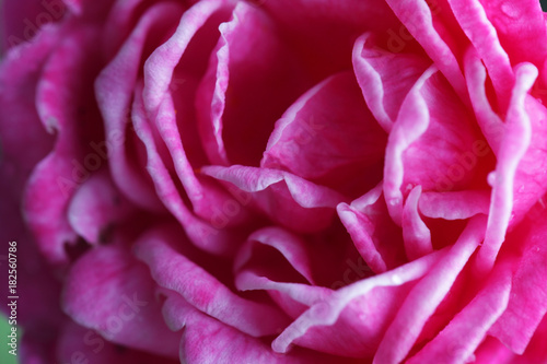 close up of beautiful pink rose flower as background.