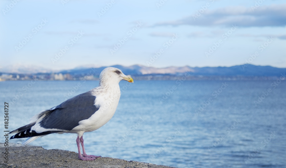 海鳥 素材 海鳥 素材