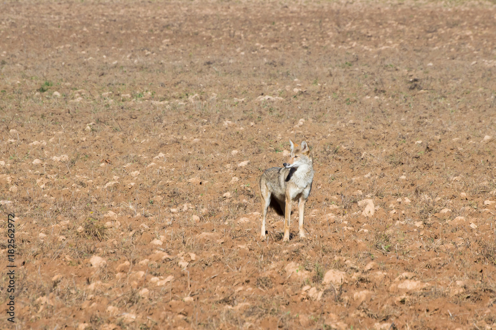 A coyote stands at attention in a freshly plowed field