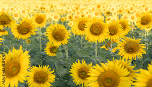 beautiful sunflower fields in garden 