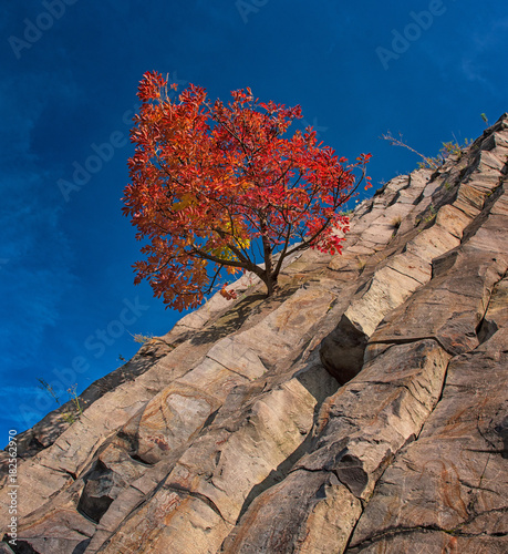 Tree at the famous 'Hegyestu' at the Kali Basin of the Balaton Highlands