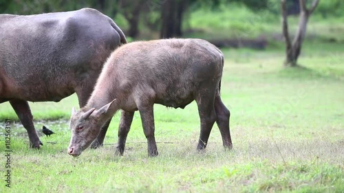 Buffalo calf on meadow. (Thailand)