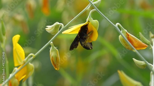 Bee Collecting honey of a Sunn Hemp or Crotalaria juncea flower, Bee Working Close up.