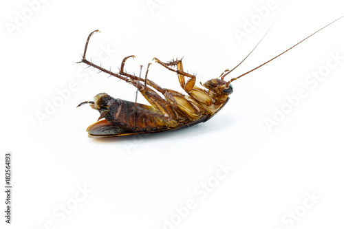 dead cockroach on white background isolated with copy space for writing text