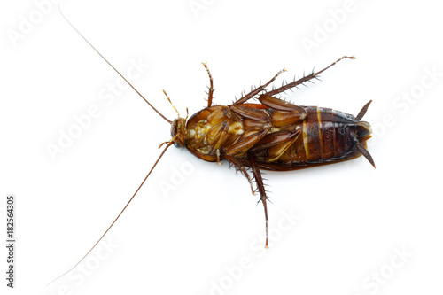 dead cockroach on white background isolated with copy space for writing text © Suwun