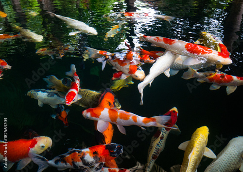 Fancy carp, Mirror carp, Koi, Nishikigoi Animal auspicious feng shui home.