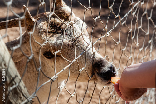 People feed the deer carrots through the bars