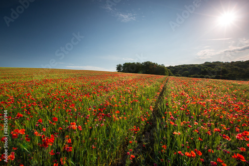 Poppy field background wallpaper