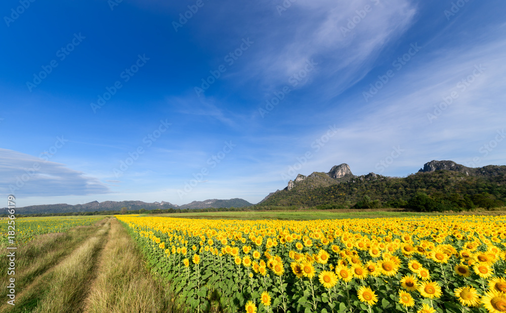 beautiful sunflower fields with moutain background on blue sky