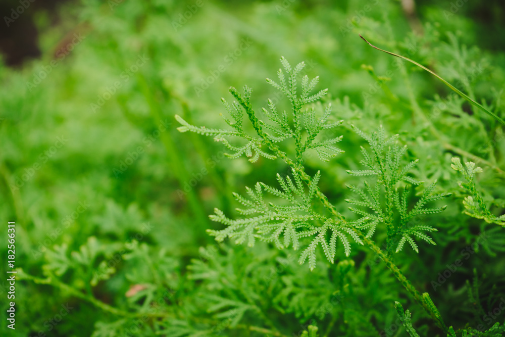 Close up of green ferns in nature. Close up of green ferns in nature.