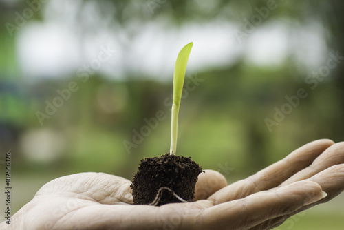 plant sprout in man hand