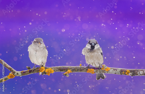 a couple of cute little birds sitting on a branch in winter Christmas garden during snow
