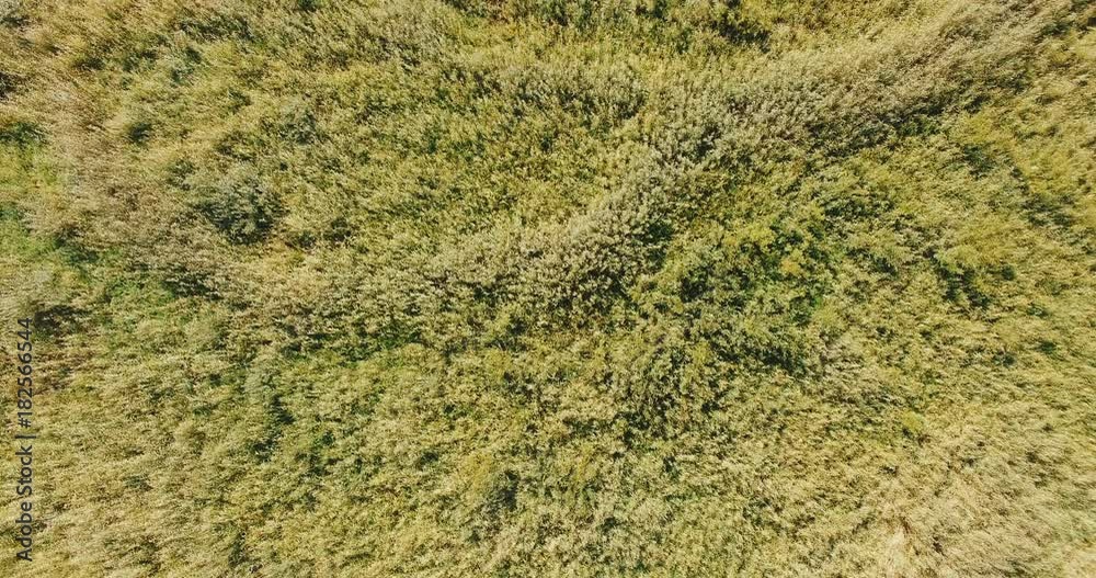 Marshy lake reed texture. 4k Top view aerial footage of a swamp. Marshy lake reed texture. 4k Top view aerial footage of a swamp.