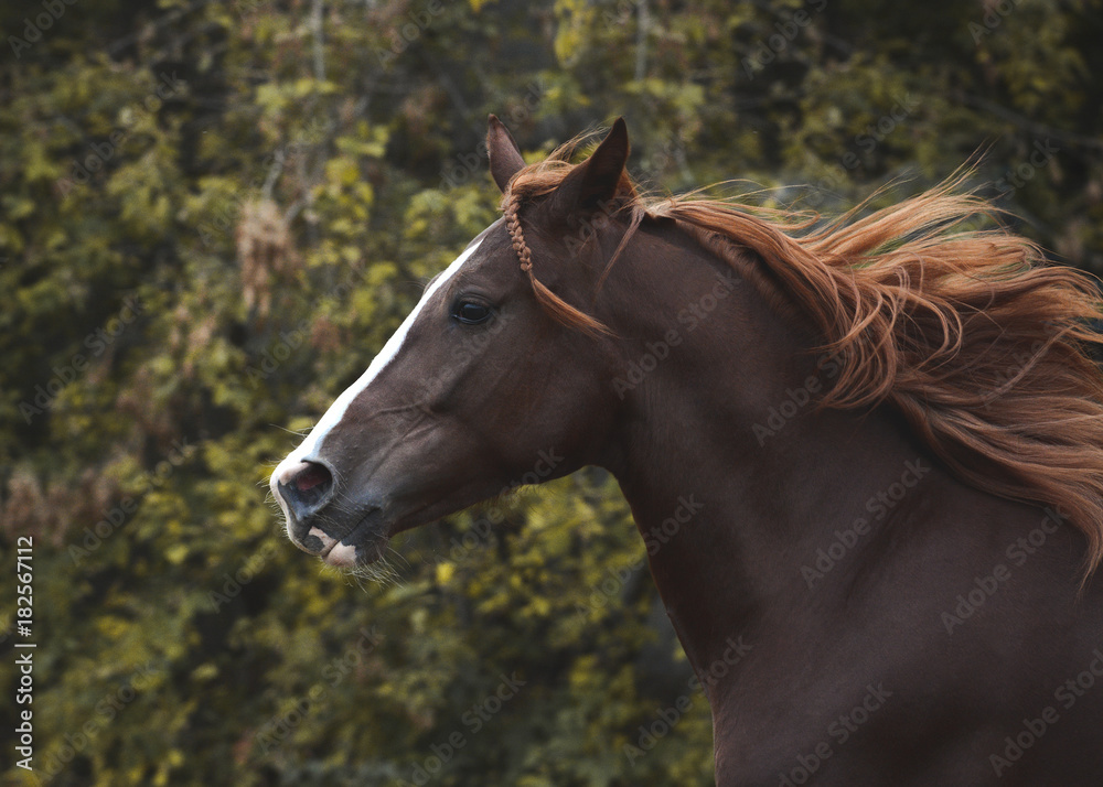 Portrait of a red beautiful horse in motion autumn