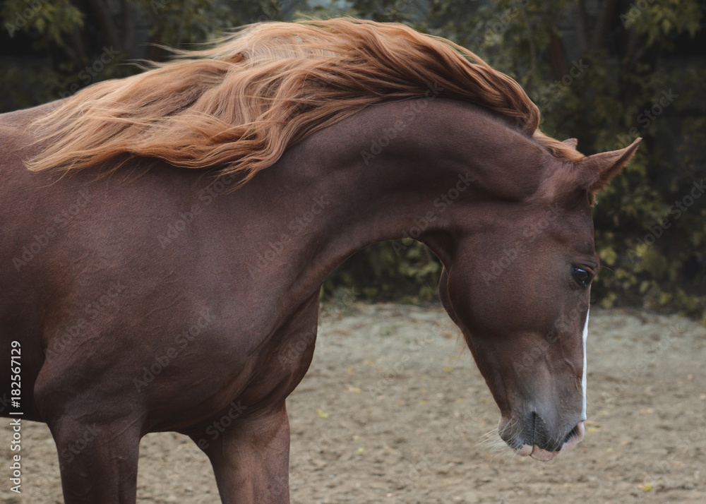 Portrait of a red beautiful horse in motion autumn
