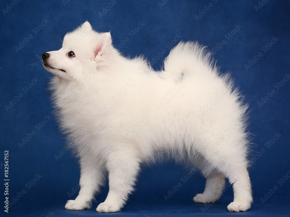 Puppy of Japanese white spitz on blue background