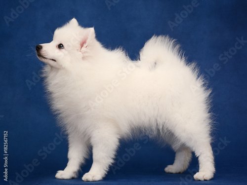 Obraz na płótnie Puppy of Japanese white spitz on blue background w salonie