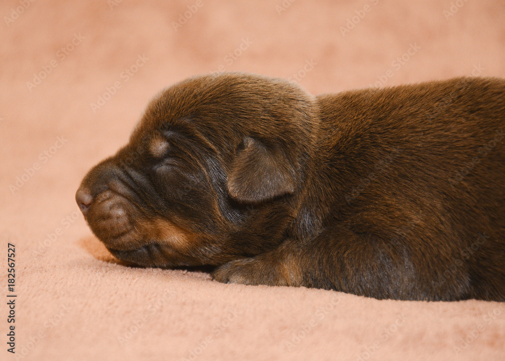 New born brown puppy sleeping